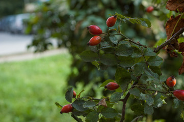 Several hips against the green of the plants in the fall.