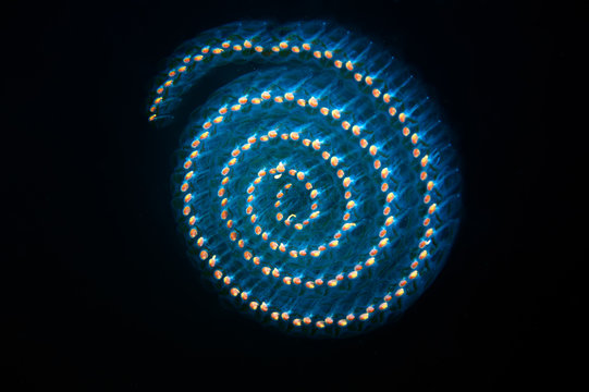 Salp colony in the deep ocean