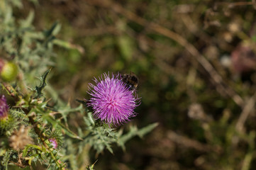 Bumblebee flying near prickly purple flower and collects nectar.