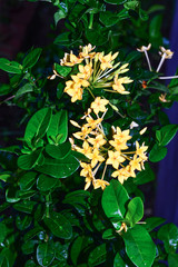 Yellow flower and leaf background in the dark nature