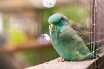 love birds