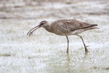 Whimbrel (Numenius phaeopus) catched a crab at mudflat