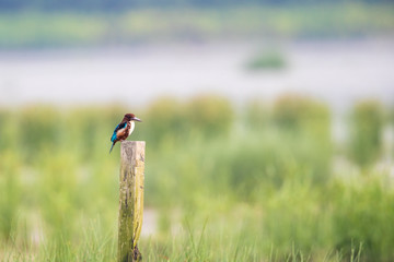 White-throated Kingfisher (Halcyon smyrnensis) perching on wood