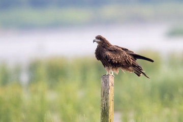 Black Kite (Milvus migrans) perching on wood