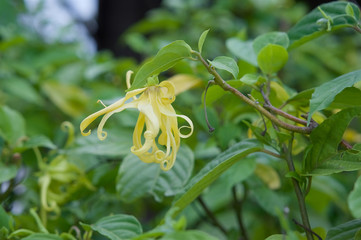 Perfume Tree (Ylang-Ylang Flower)