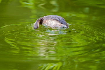 Little Grebe (Tachybaptus ruficollis) looking for fish in green water