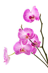 orchid on white background