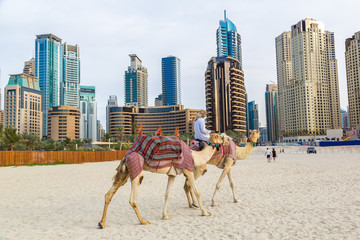 Camel in Dubai Marina