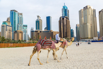 Naklejka premium Camel in Dubai Marina