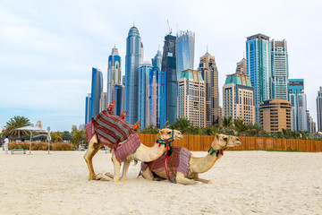 Camel in Dubai Marina