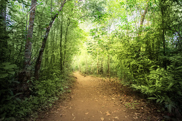 Obraz premium Way through the jungle, Brazil