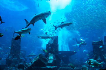 Obraz premium Duże akwarium w hotelu Atlantis w Dubaju