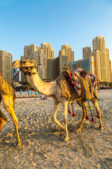 Camel in front of Dubai Marina