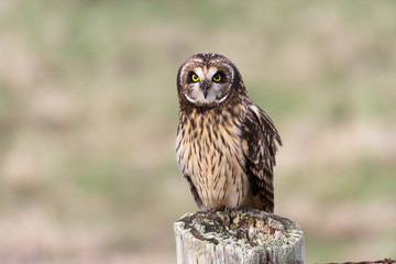 Short eared Owl