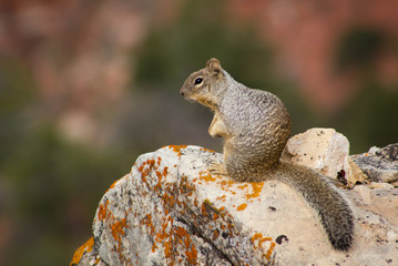 Squirrel at the Grand Canyon