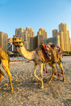 Camel in front of Dubai Marina