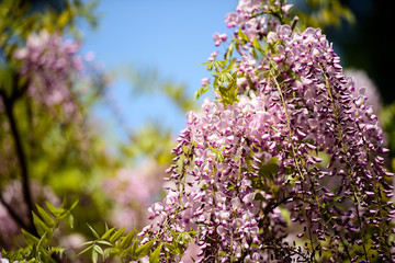 春日大社 萬葉植物園の藤