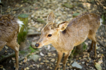 奈良公園の鹿