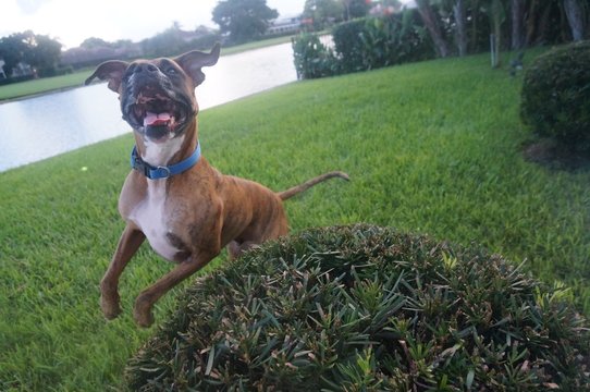 Boxer Dog Jumping In The Yard