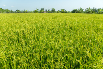 Paddy jasmine rice farm in Thailand ,Green rice fields