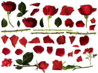 Obraz premium Roses set with isolated white background
