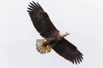 flying bald eagle