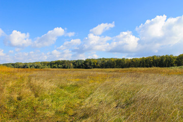 Fototapeta premium Landscape with wide meadow and green trees