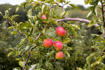 Five apples in a tree