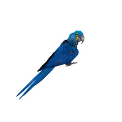 Beautiful bird macaw , Bird parrot  isolated on white background