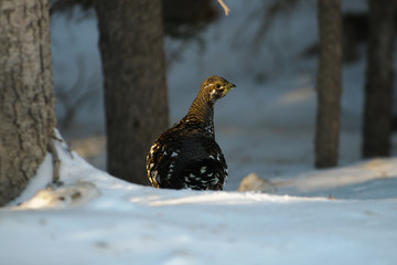 Spruce Grouse