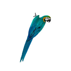 Beautiful bird macaw , Bird parrot  isolated on white background