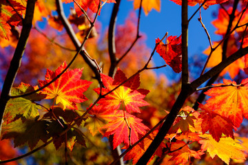 鮮やかな紅葉　