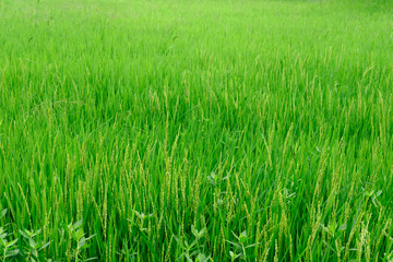 green rice fields of countryside in thailand