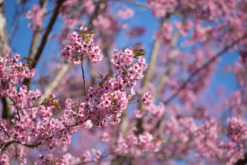 Wild Himalayan Cherry , Sakura , Cherry Blossoms grows in the mountains and creates fabulous pink blossoms each winter at Northern Thailand with blue sky on background.