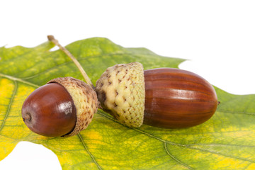  Acorns on oak leaves in autumnal colors, close up