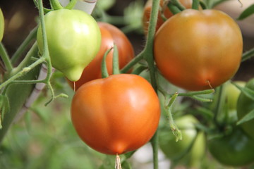 Ветка с зелеными и красными помидорами