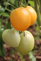 Зеленые и оранжевые незрелые помидоры на ветке