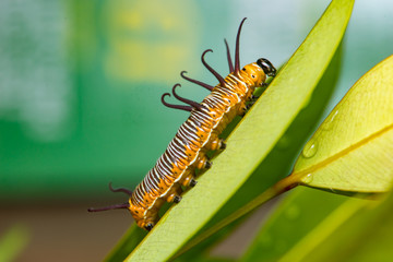 Striped Blue Crow (Euploea mulciber) Caterpillar climbing a leaf