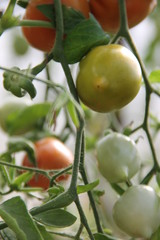 Зеленые и красные незрелые помидоры на ветке