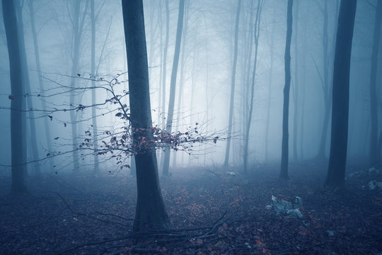 Fototapeta Dreamy blue colored foggy forest tree background. Fantasy colored autumn woodland. Color filter effect used.
