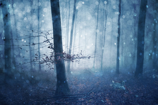 Fototapeta Magical blue colored foggy forest fairytale with bokeh. Fantasy colored autumn woodland. Color filter effect used.