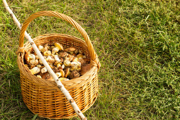 Fototapeta na wymiar The basket with the collected mushrooms standing on green grass and a stick of birch