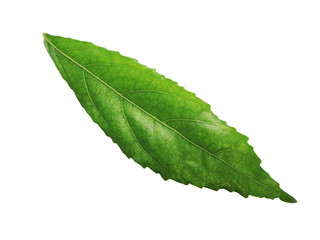 Obraz premium Odchodzi