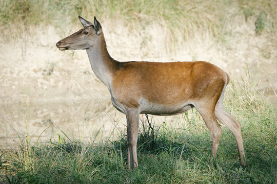 Female roe deer in a field
