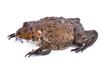 frog on white background