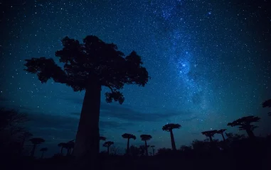 Fototapete Baobab Sternenhimmel und Baobab-Bäume. Madagaskar