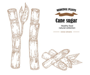 Fototapeta premium Cane sugar vector illustration. Hand drawn medicinal plants