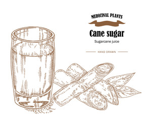 Cane sugar and raw cane juice vector illustration. Hand drawn medicinal plants