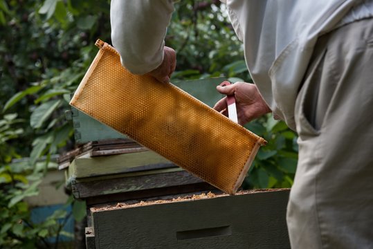Beekeeper removing honeycomb from beehive in apiary garden