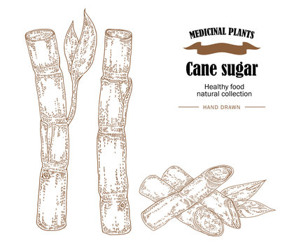 Cane sugar vector illustration. Hand drawn medicinal plants